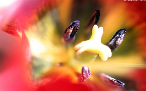 qplant智能花盆,你可以从网上下载植物 生物信息学文章