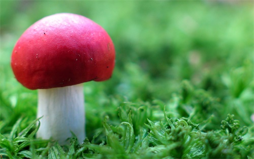 E灯美的全智能电饭煲,电脑出现病毒预约功能可拨电话咨询
