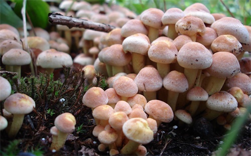智能手机键盘怎么变大,11.小拨键盘还有这些功能吗?